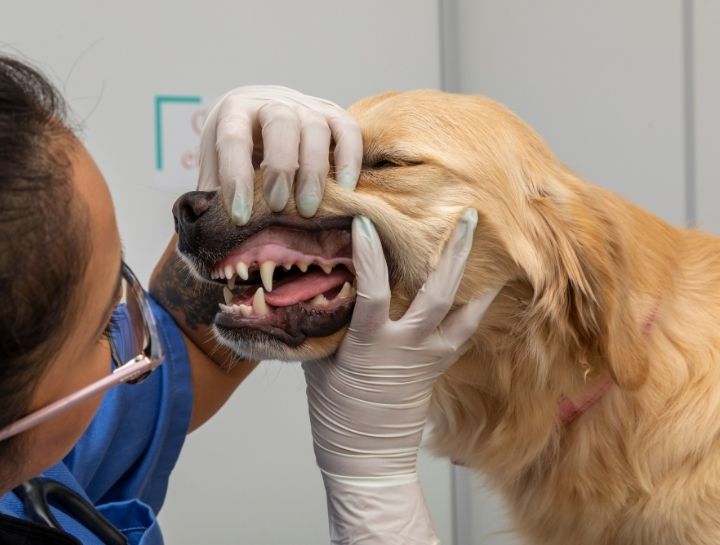 Massillon Pet Dentist
