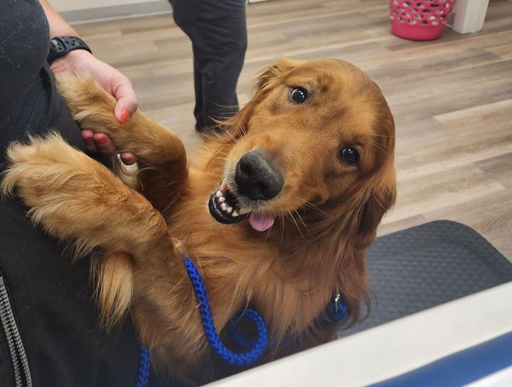 Dog Veterinarian