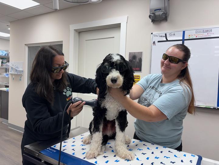 Laser Therapy for Dogs