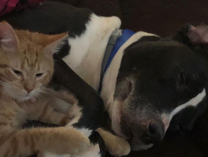 Cat and dog vet exams