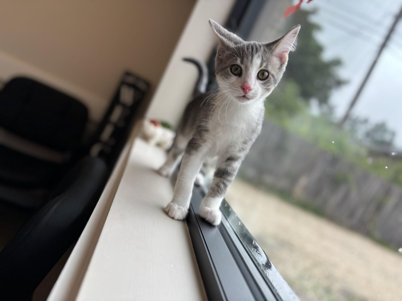 Preventive Care for Cats