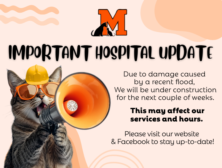 Flood Recovery Update: Temporary Construction at Massillon Animal Hospital